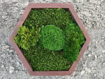 Machové obrazy a materiál na machové tvorenie